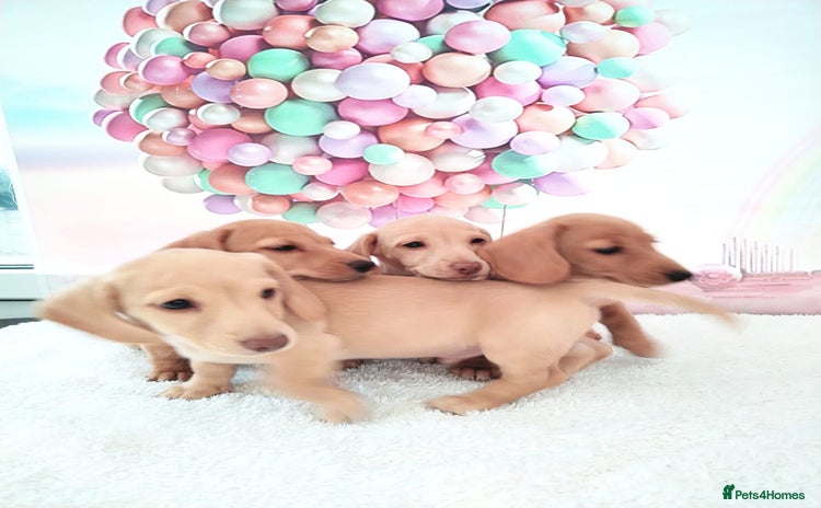Miniature Dachshund dogs - Advert 2
