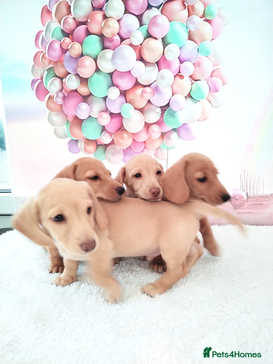 Miniature Dachshund dogs for sale: MINI CREAM DACHSHUND💥READY TO GO💥PRA CLEAR - Image 2