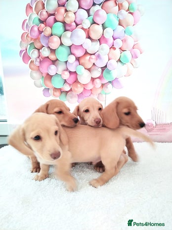 Miniature Dachshund dogs - Advert 4