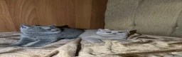 British Shorthair cats for sale: British shorthair kittens lilac and blue - Advert 15