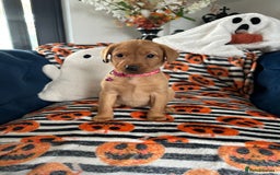 Labrador Retriever dogs for sale: Beautiful fox red Labrador pups - Image 2