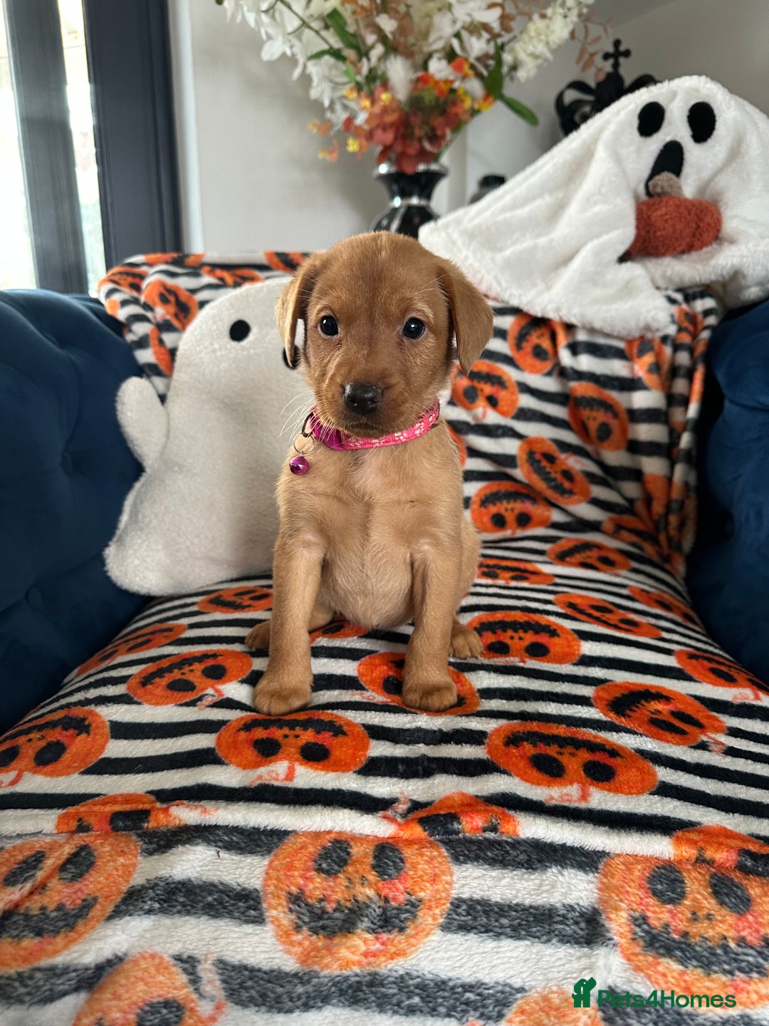 Labrador Retriever dogs for sale: Beautiful fox red Labrador pups - Image 2