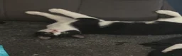 Domestic Shorthair cats for adoption: Breed is a Domestic cat named Oreo  - Advert 2