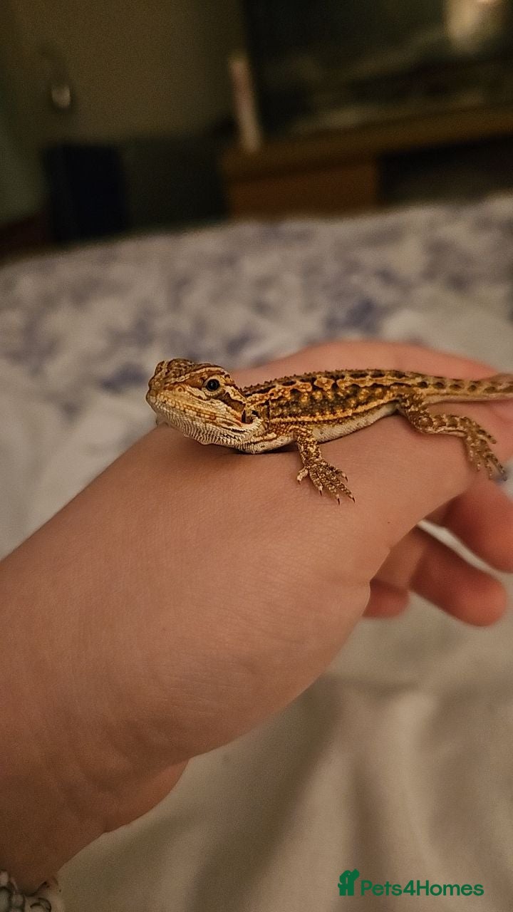 Bearded Dragon reptiles 4 month old Beardie  - Advert 1