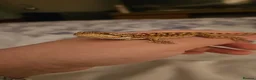 Bearded Dragon reptiles for sale: 4 month old Beardie  in Worcester - Advert 1