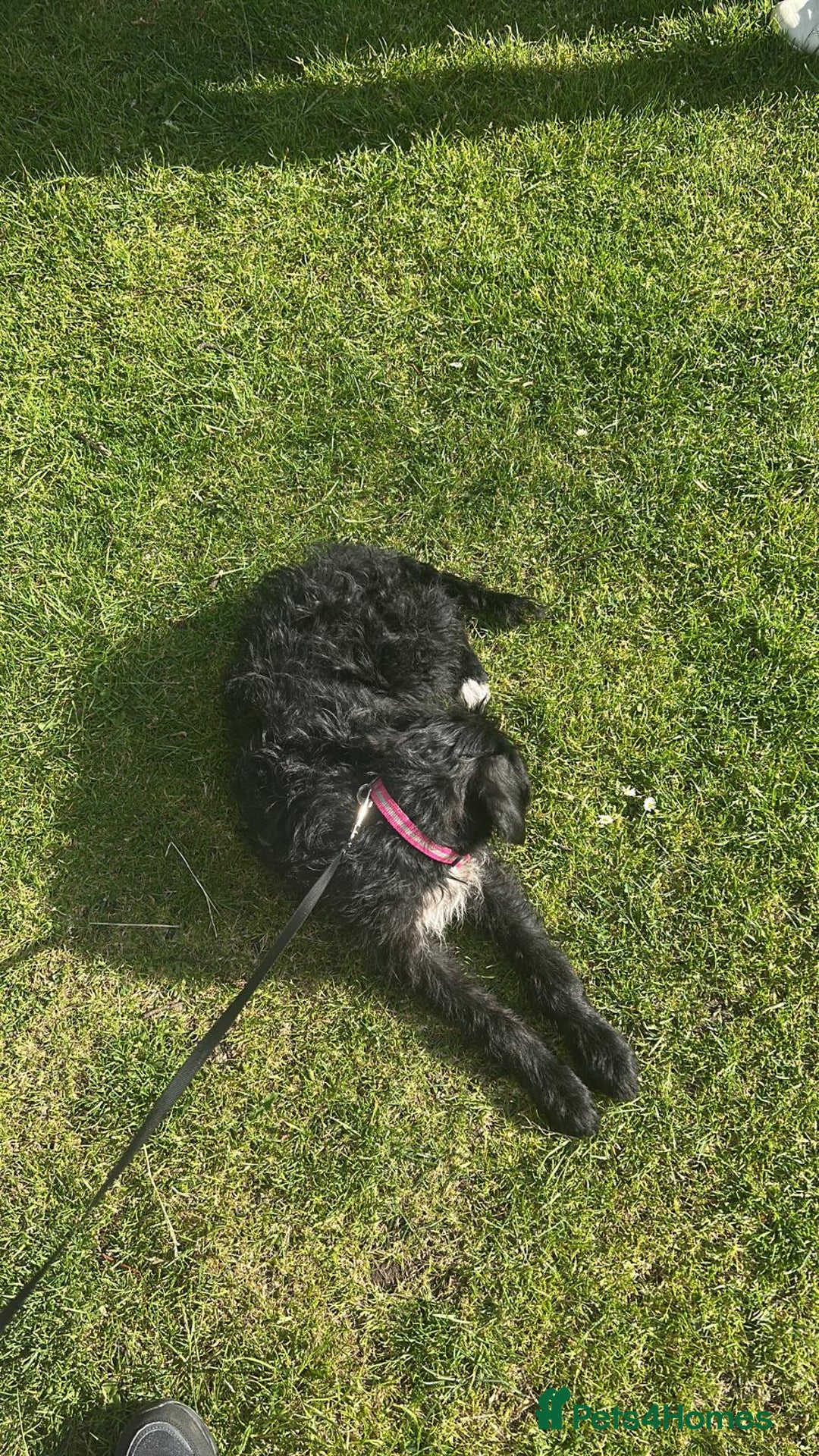 Mixed Breed dogs for sale: Beautiful Female Cockapoo  - Advert 2