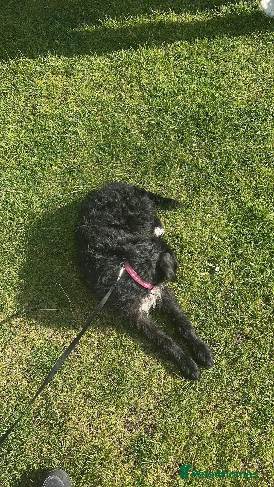 Mixed Breed dogs for sale: (Gone) Beautiful Female Cockapoo  - Advert 2