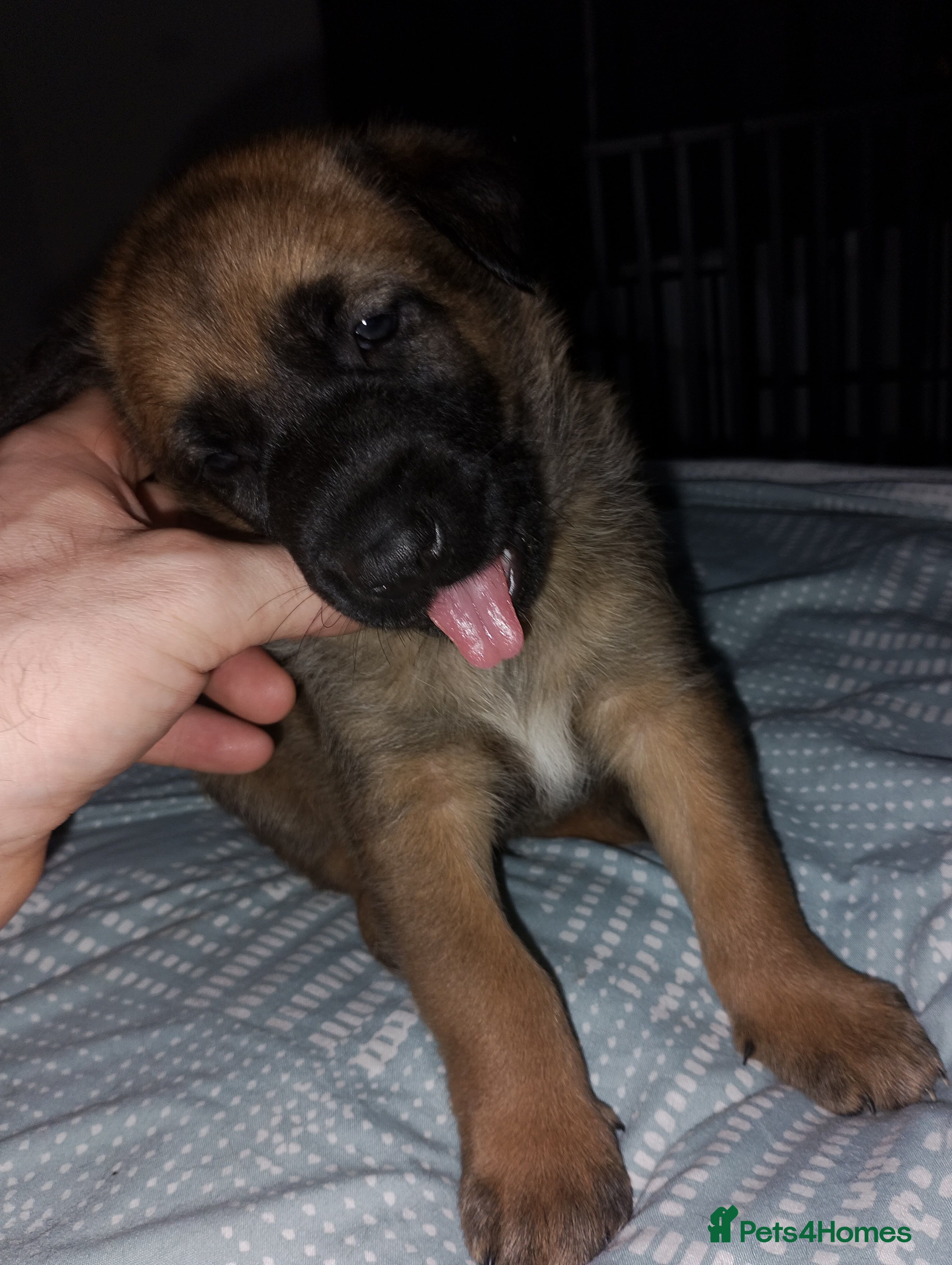 Mixed Breed dogs Belgian shepherd x Caucasian shepherd puppies  - Advert 1