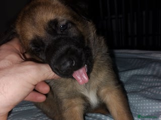 Mixed Breed dogs Belgian shepherd x Caucasian shepherd puppies - Advert 3
