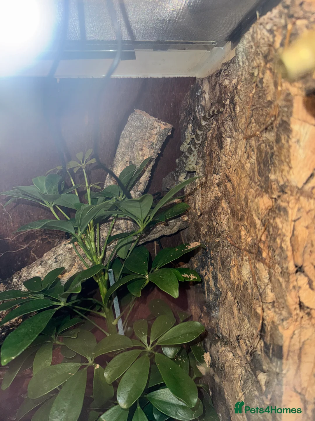 Gecko reptiles for sale: Malaysian Tokay gecko - Advert 3