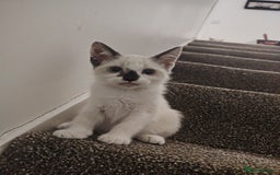 Mixed Breed cats for sale: FREE Blue eyes creamys kittens  - Image 3