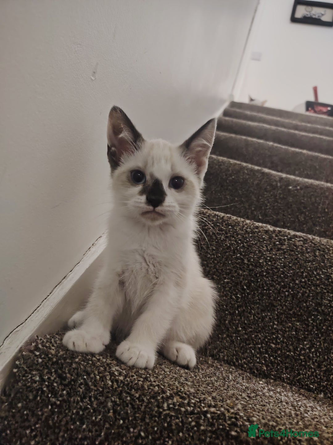 Mixed Breed cats for sale: FREE Blue eyes creamys kittens  - Image 3