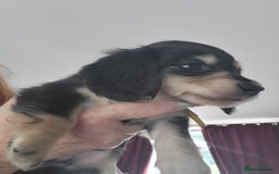 Miniature Dachshund dogs for sale: KC Black and Cream  long haired  - Image 22