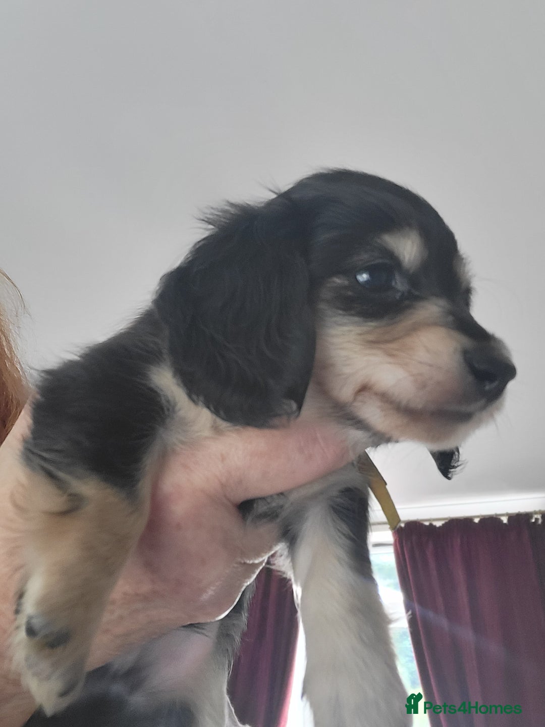 Miniature Dachshund dogs for sale: KC Black and Cream  long haired  - Image 22
