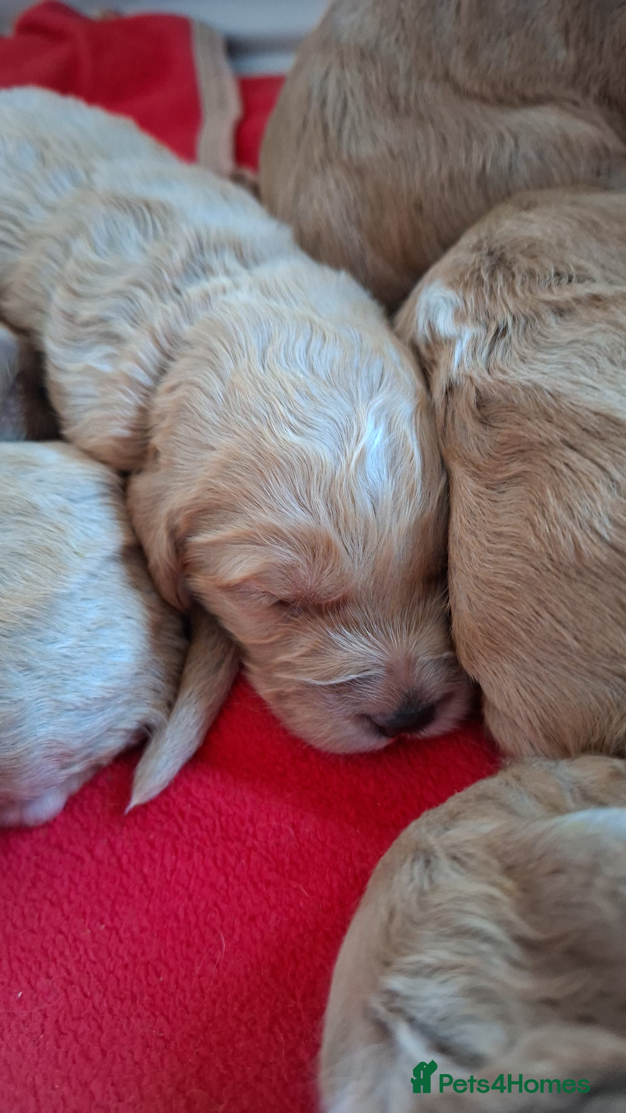 Cockapoo dogs F1 Cockapoo puppies  - Advert 2