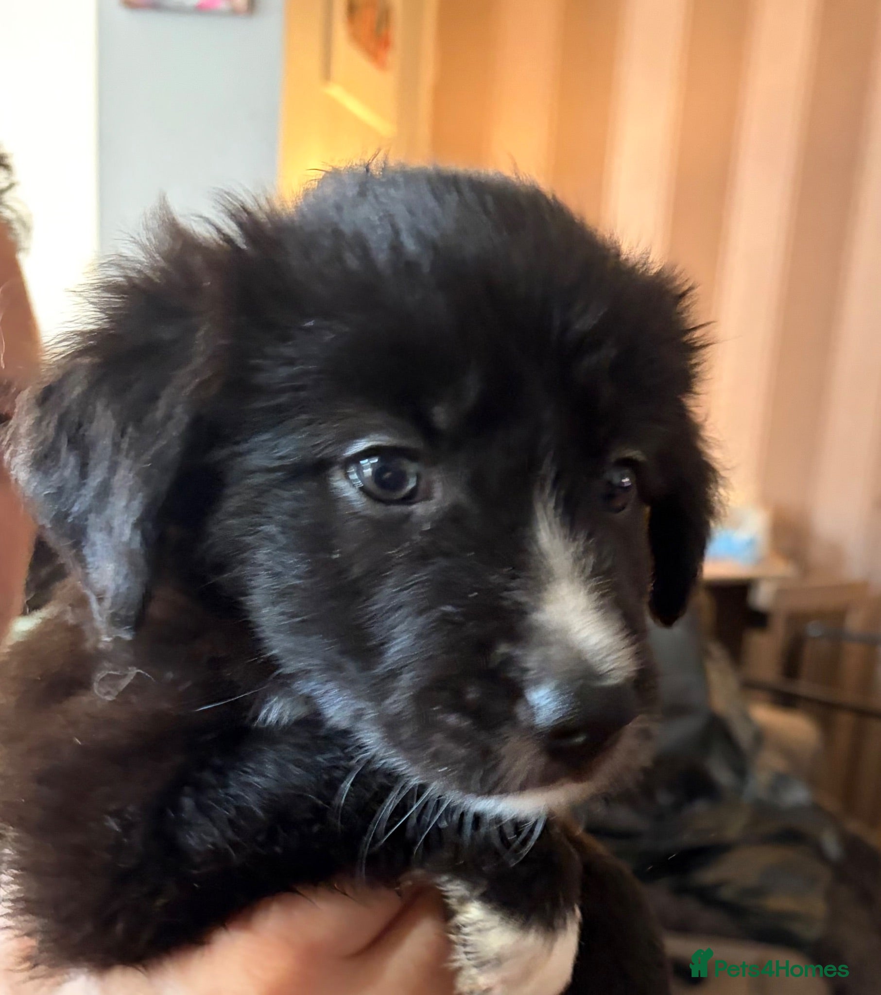Mixed Breed dogs Border collie / bearded collie puppies - Advert 1