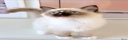 Ragdoll cats for sale: INDOOR GCCF REG CHOCOLATE LILAC RAGDOLL KITTENS - Advert 25