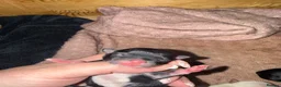 Chihuahua dogs for sale: Chihuahua puppies born wed 10th June  - Advert 8