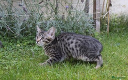 Savannah cats for sale: Stunning Savannahx Maine coons - Image 39