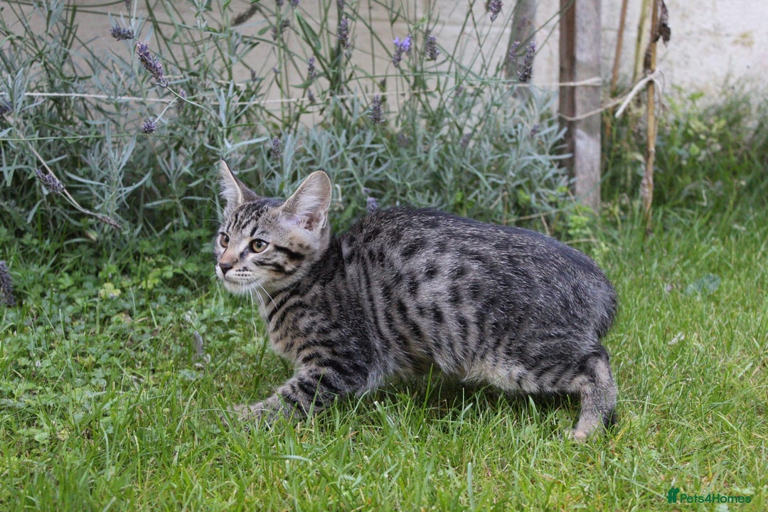 Savannah cats for sale: Stunning Savannahx Maine coons - Image 39