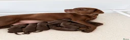 Labrador Retriever dogs for sale: Chocolate Labrador Puppies - Advert 27