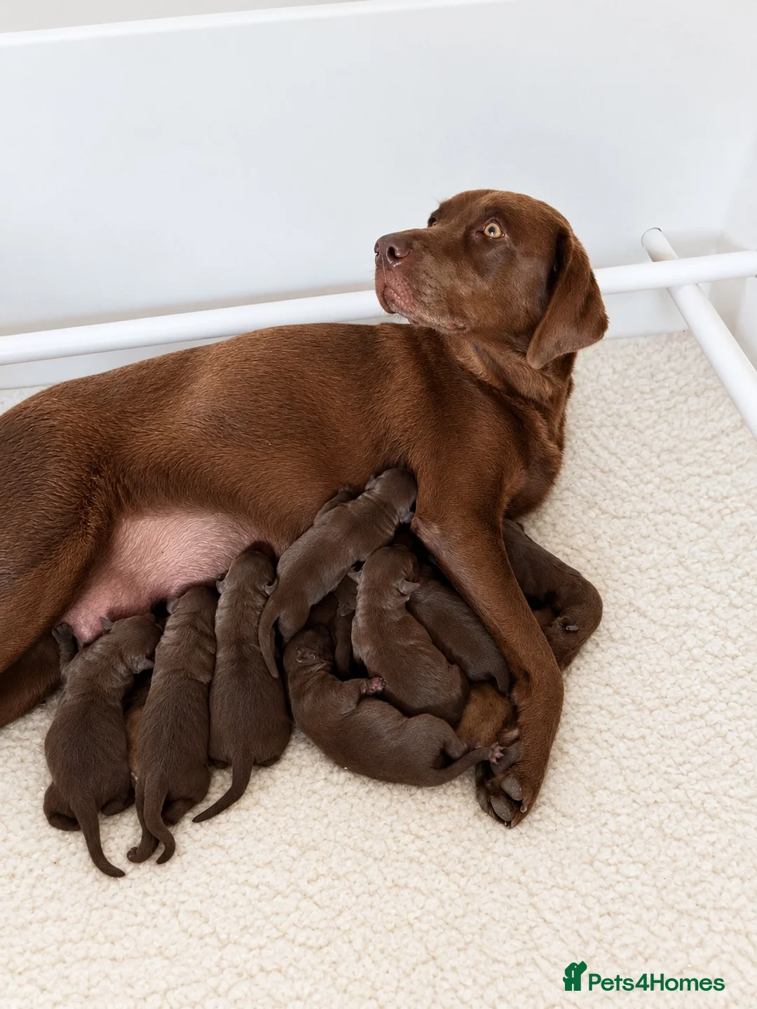 Labrador Retriever dogs for sale: Chocolate Labrador Puppies - Advert 27