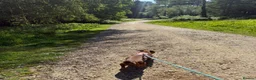 Mixed Breed dogs for sale: Beautiful girl desperately needing a loving home in Bexhill-on-Sea - Advert 3