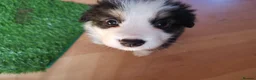Mixed Breed dogs for sale: Beautiful Bordernese  - Advert 25