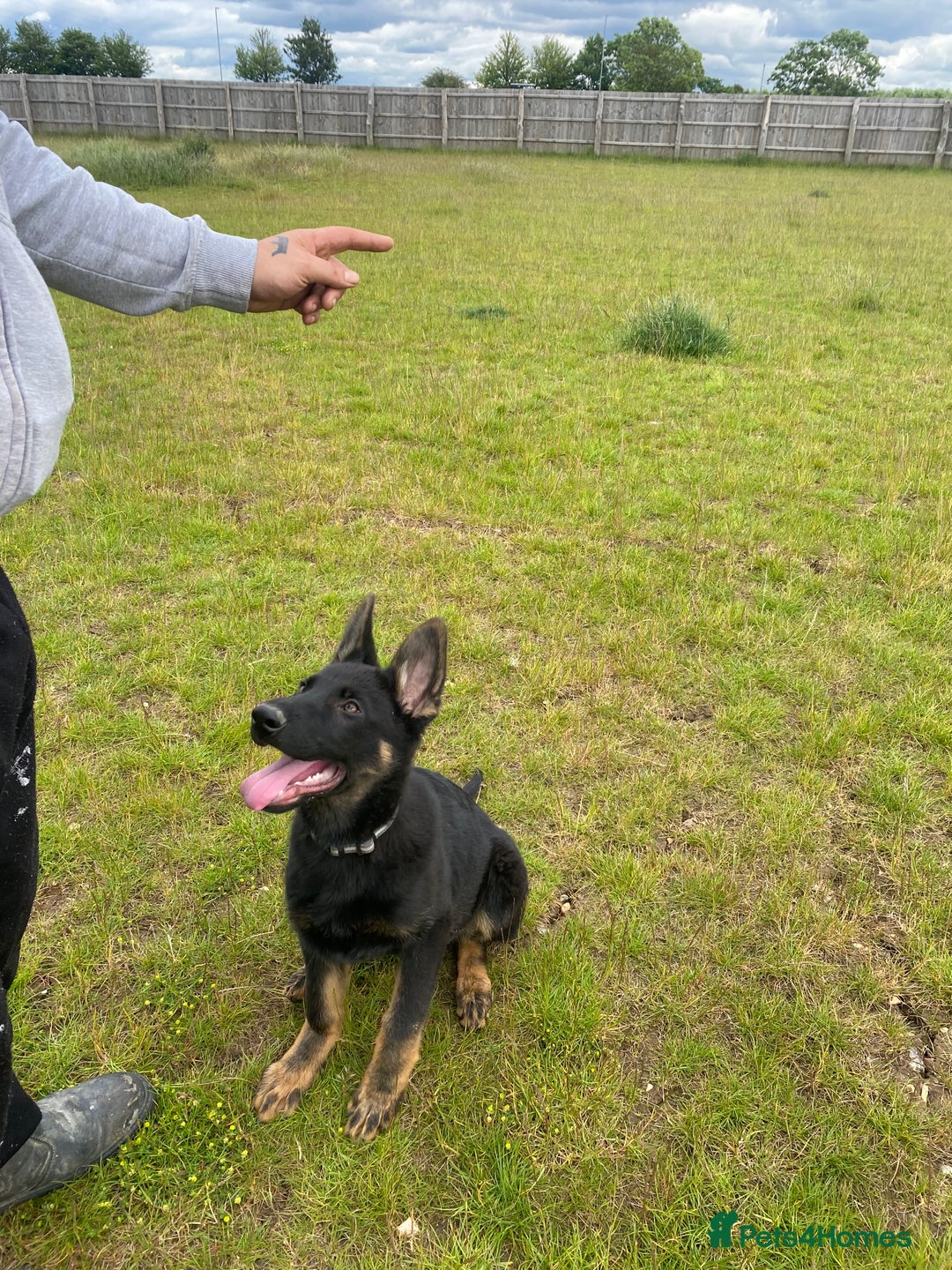German Shepherd dogs for sale: Carp! - Image 3