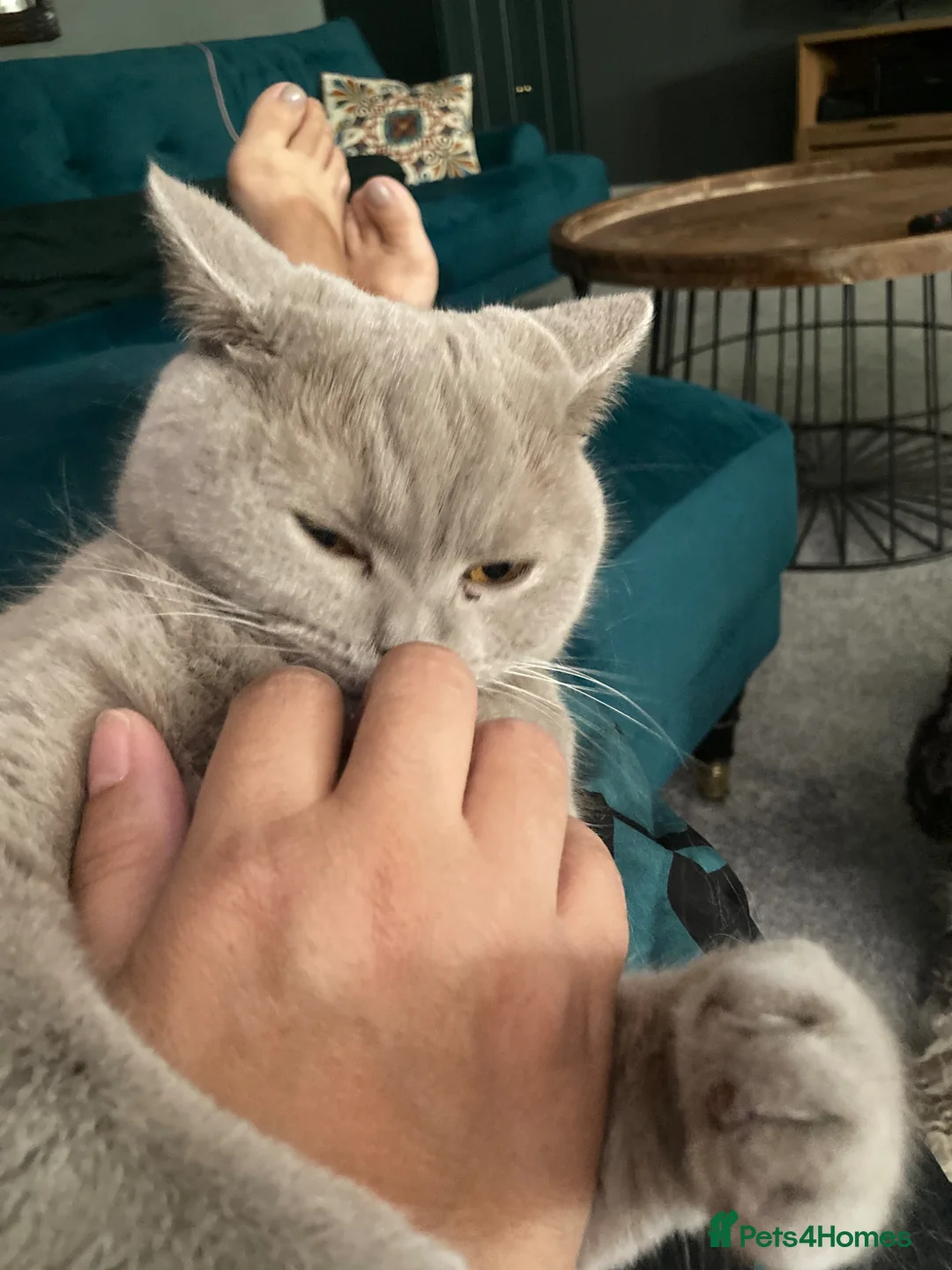 British Shorthair cats for sale: Lavender BSH 2yrs old female ‘Luna’ - Advert 2