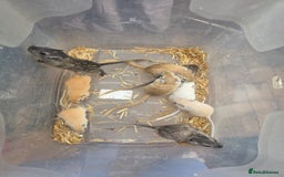 Gerbil rodents for sale: Baby Gerbils  - Image 1