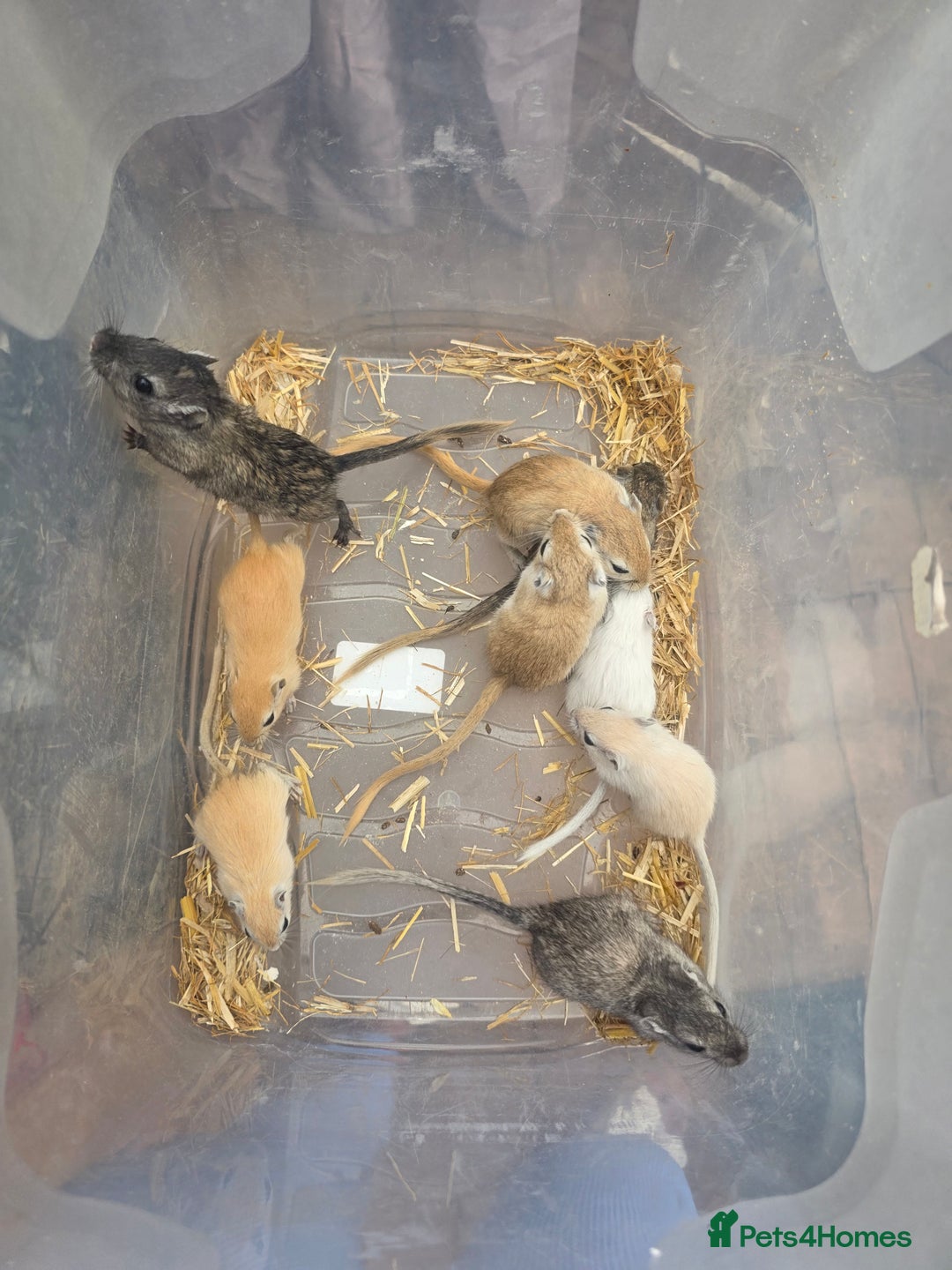 Gerbil rodents for sale: Baby Gerbils  - Image 1