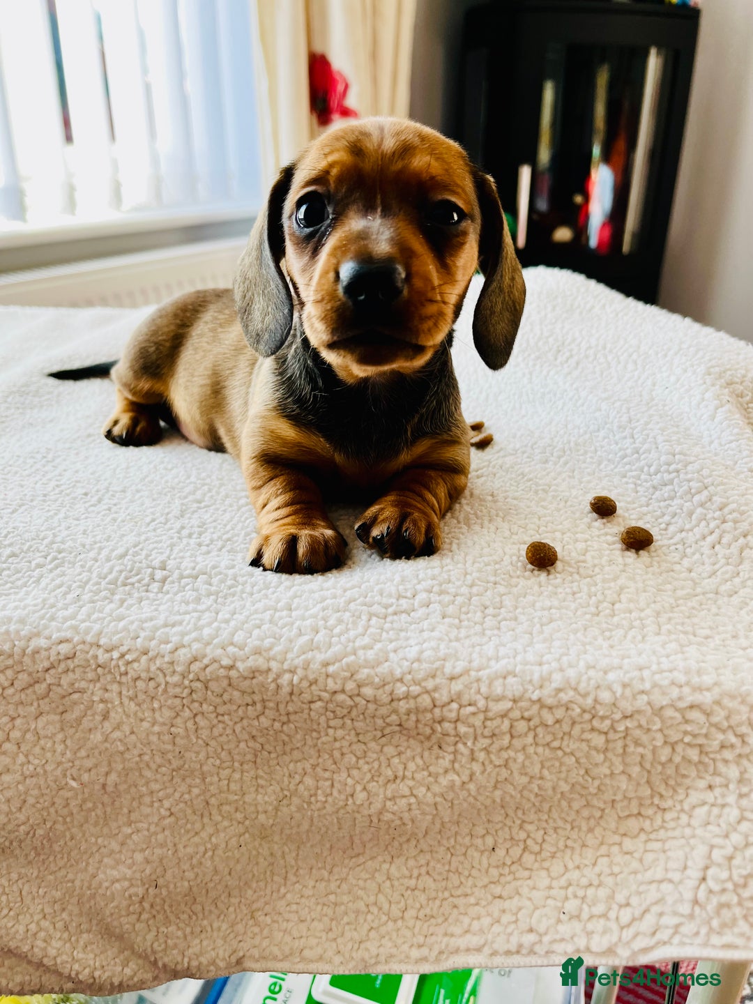 Miniature Dachshund dogs for sale: Shaded red kc reg Miniature dachshund   - Image 6