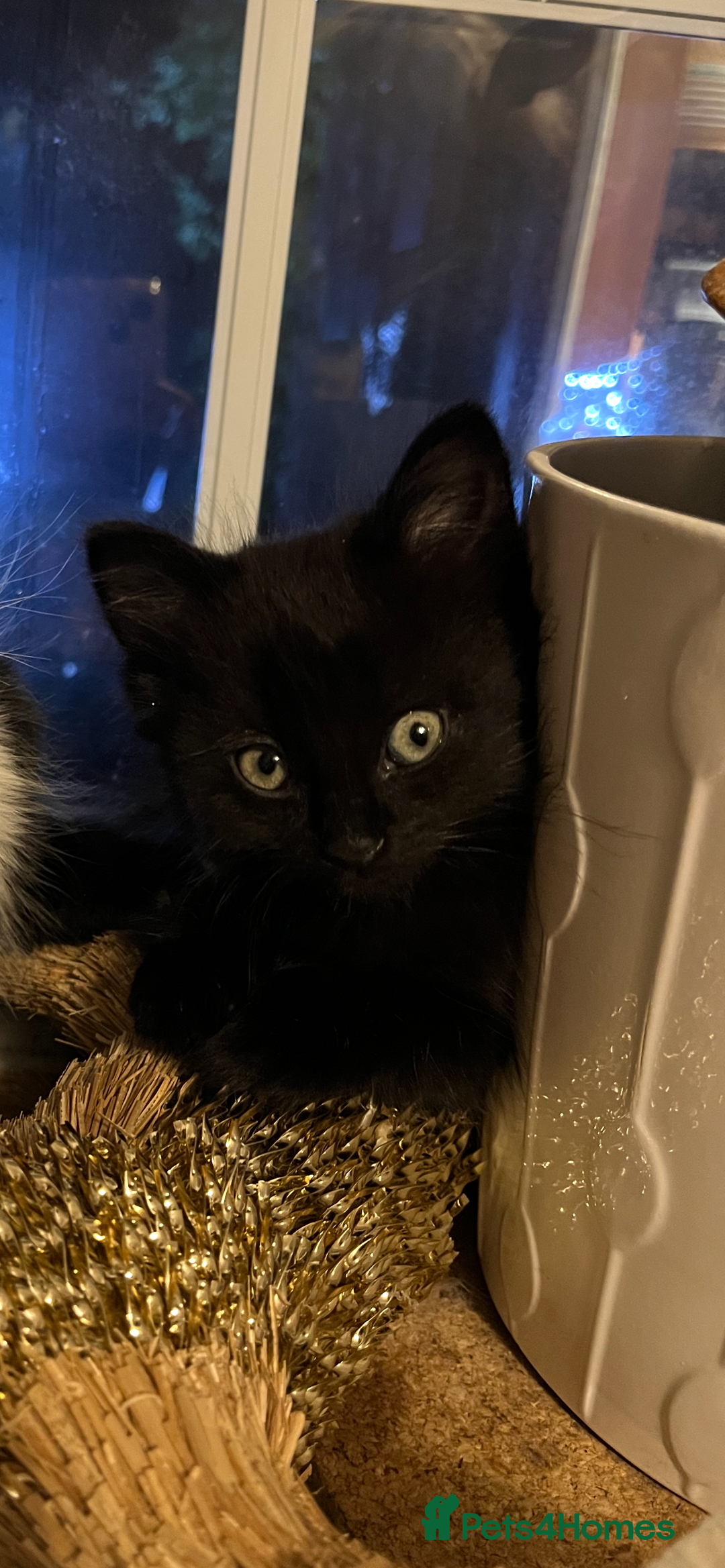 British Shorthair cats for sale: Two gorgeous male kittens - Advert 6