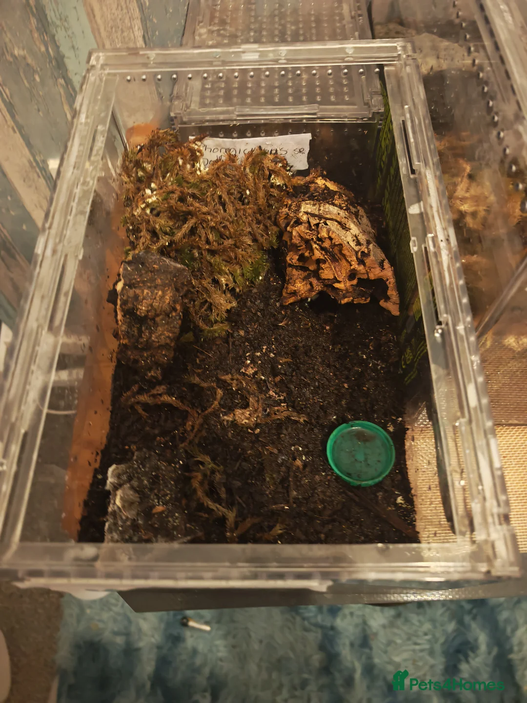 Tarantulas invertebrates for sale: Goliath bird eater (blondi) B Black, D Purple  in Durham - Advert 7