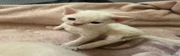 Devon Rex cats for sale: Beautiful GCCF Registered Devon Rex Kittens 🩷 - Advert 15