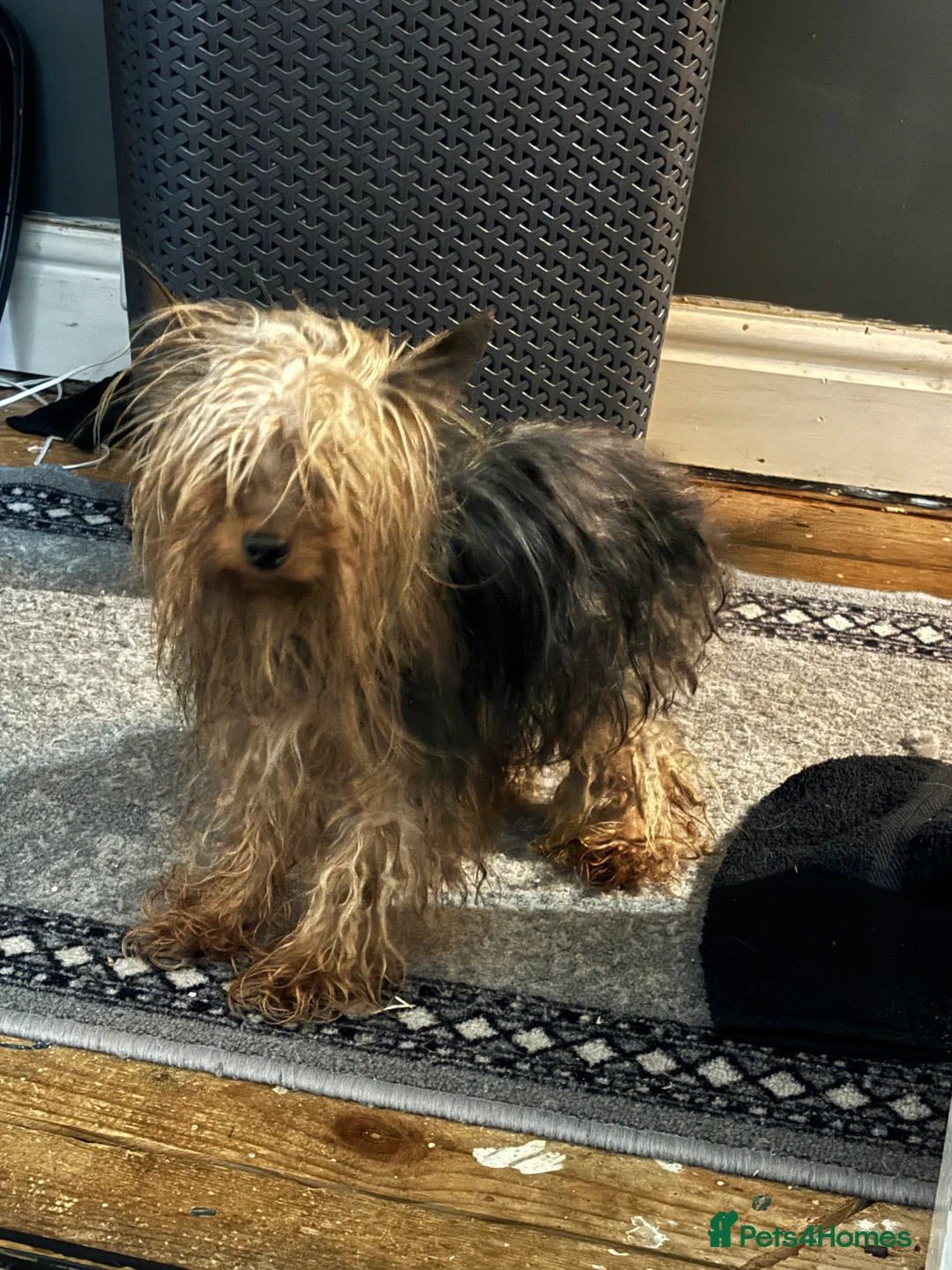 Yorkshire Terrier dogs for sale: Male miniature Yorkshire terrier (JUNIOR)  - Advert 2