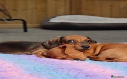 Miniature Dachshund dogs for sale: Ready now Miniature smoothhaired dachshunds - Image 17