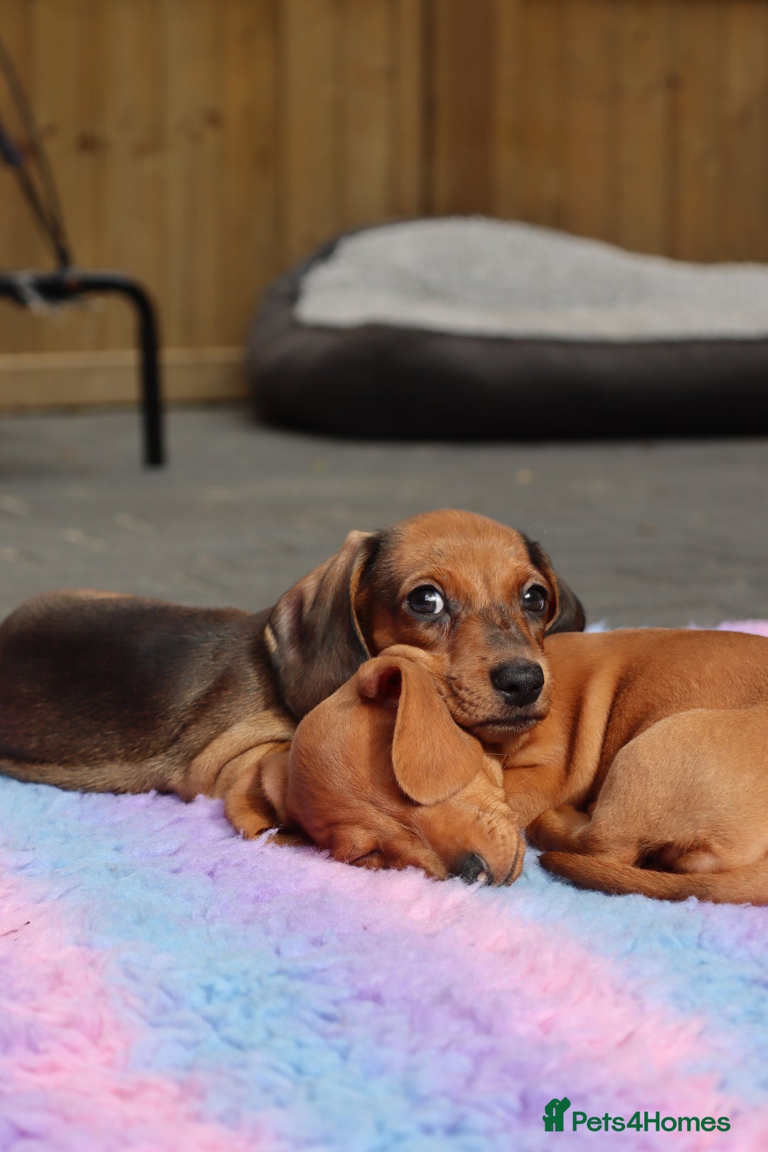 Miniature Dachshund dogs for sale: Ready now Miniature smoothhaired dachshunds - Image 17