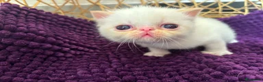 Exotic Kitten 3