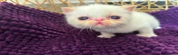 Exotic cats for sale: CHUNKY EXOTICS KITTENS GCCF PARENTS   - Advert 15
