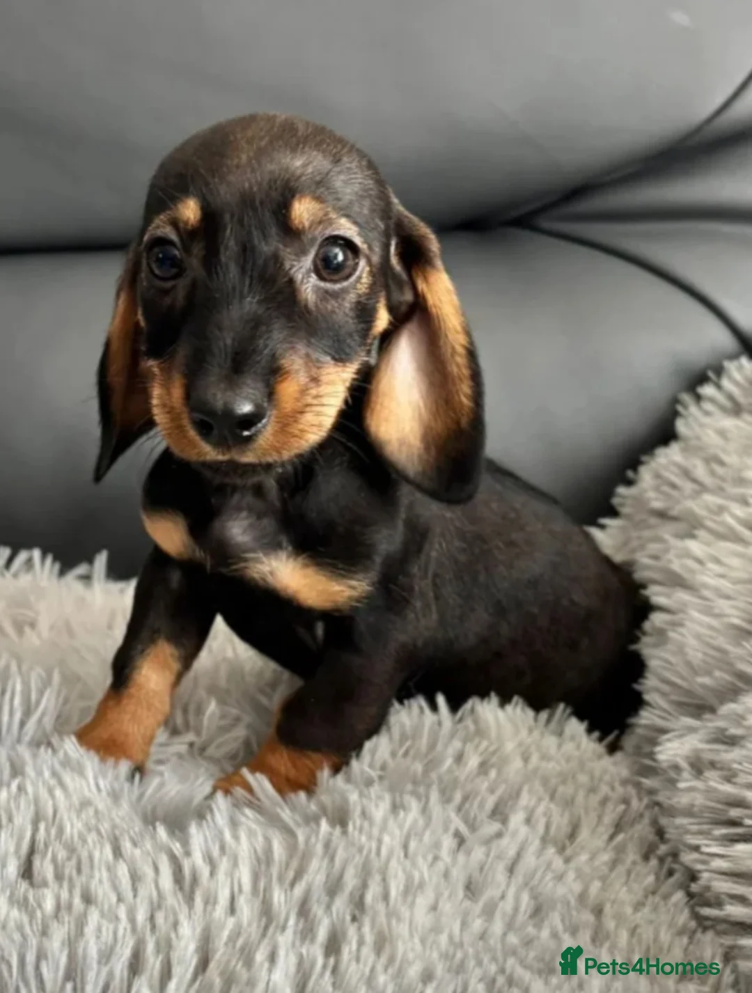 Dachshund dogs for sale: Beautiful Female Daschund Puppy in London - Advert 2