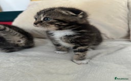 Mixed Breed cats for sale: Scottish fold mixed breed - Image 16