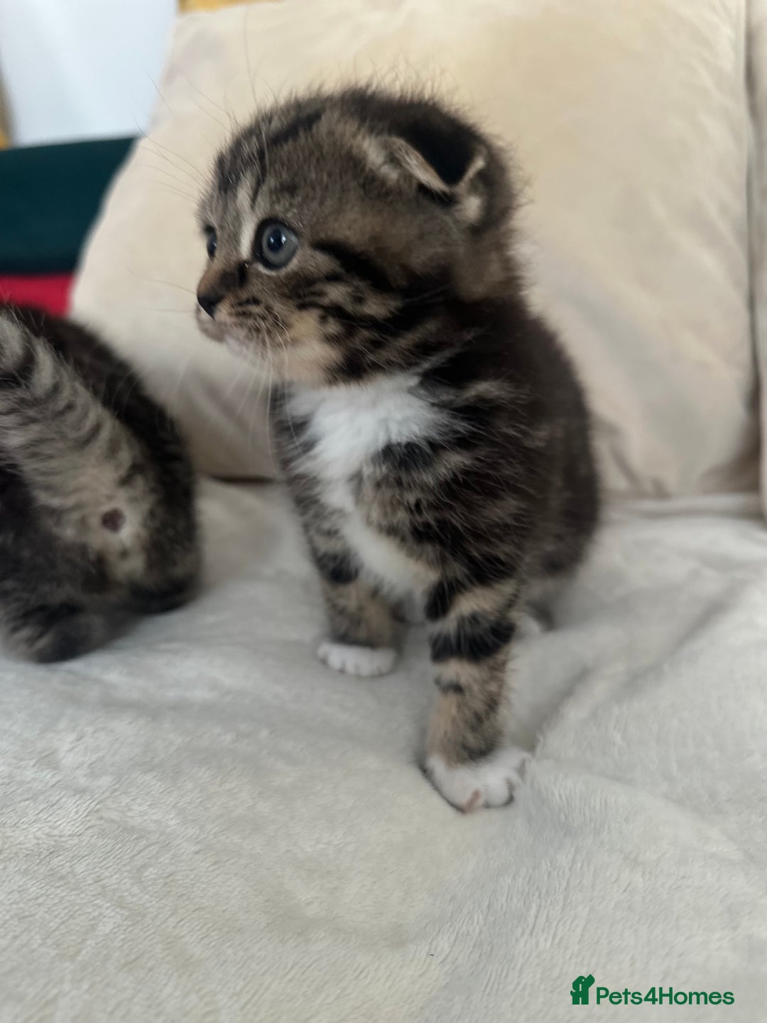 Mixed Breed cats for sale: Scottish fold mixed breed - Image 16
