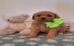 Cavapoochon dogs for sale: 5 🌟 DNA tested Cavapoochon pups - Image 19