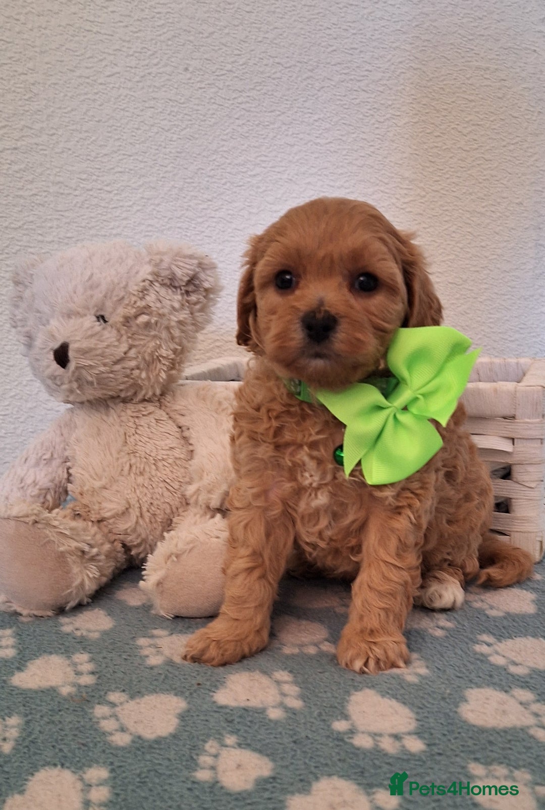 Cavapoochon dogs for sale: 5 🌟 DNA tested Cavapoochon pups - Image 19