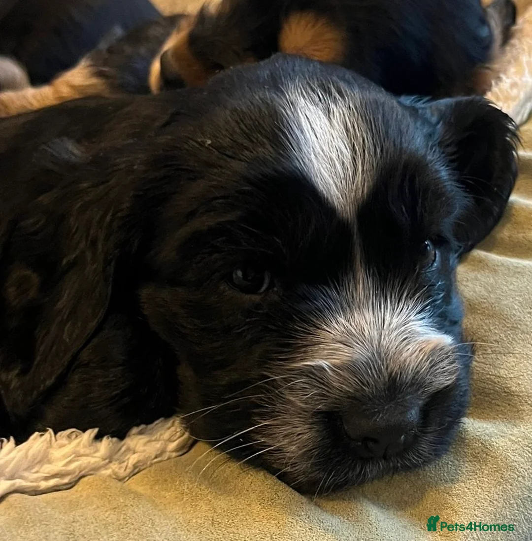 Cocker Spaniel dogs for sale: Cocker Spaniel Show Type Puppies  - Advert 4