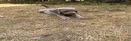 Weimaraner dogs for sale: 🐶KC Registered Weimaraner Puppies 🐶 - Advert 24