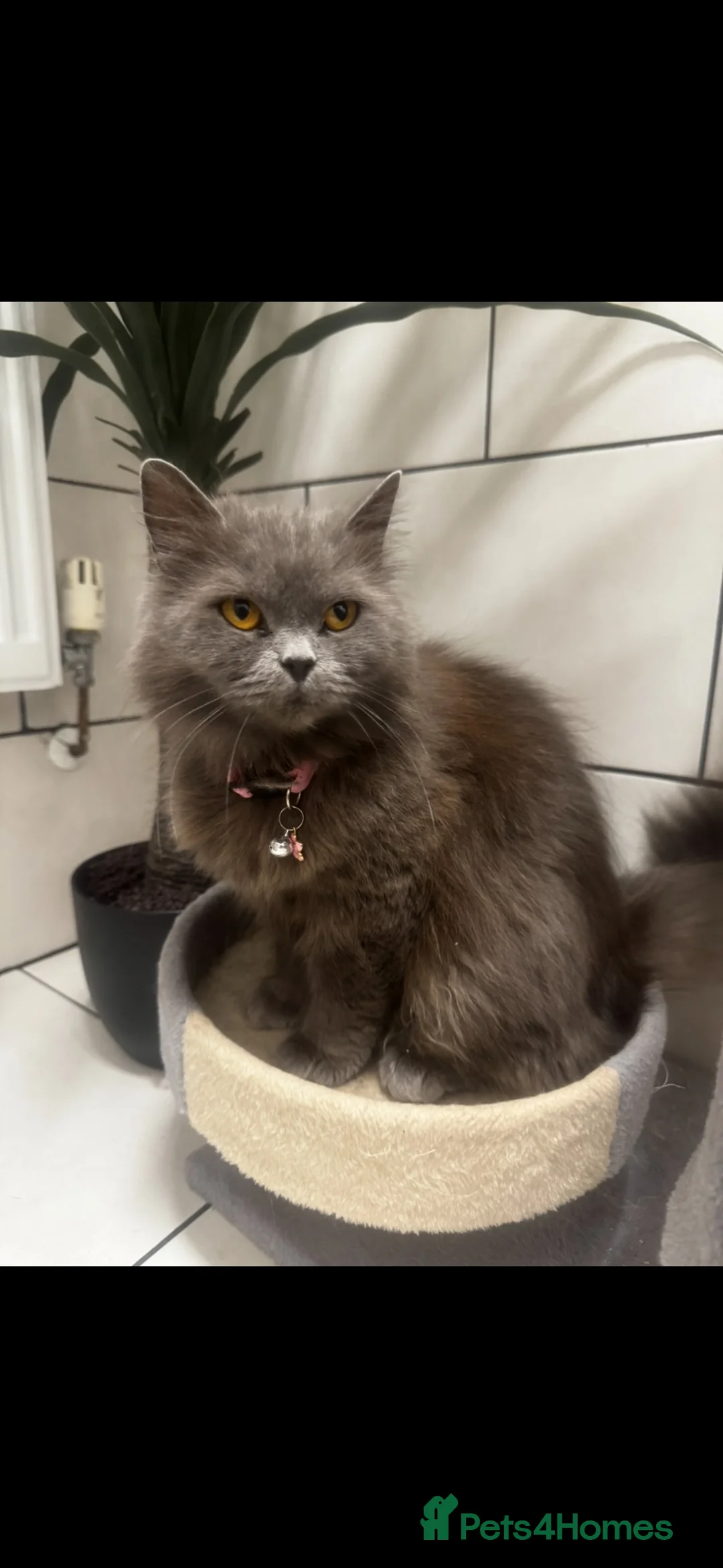 British Longhair cats for sale: British long hairs  - Advert 1