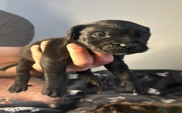 Mixed Breed dogs for sale: mastiff pups🐾 - Advert 15